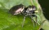 Heliophanus auratus